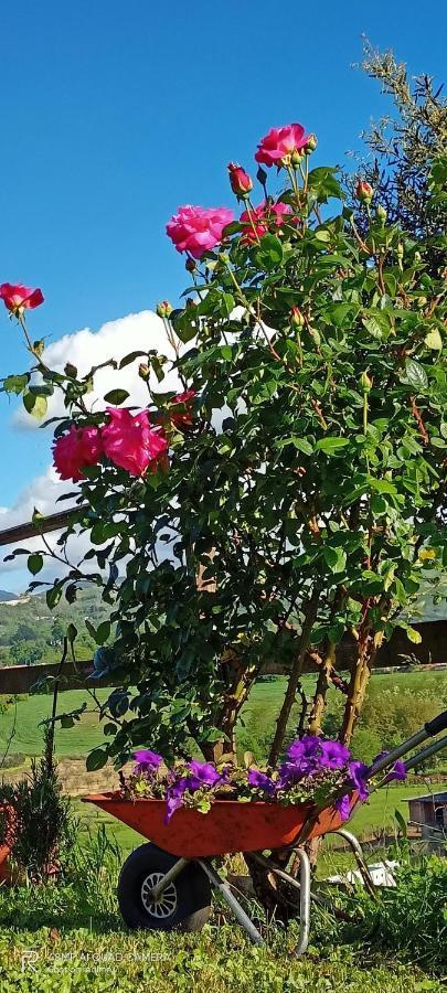 Il Faggio 17 B&B Artena Eksteriør bilde
