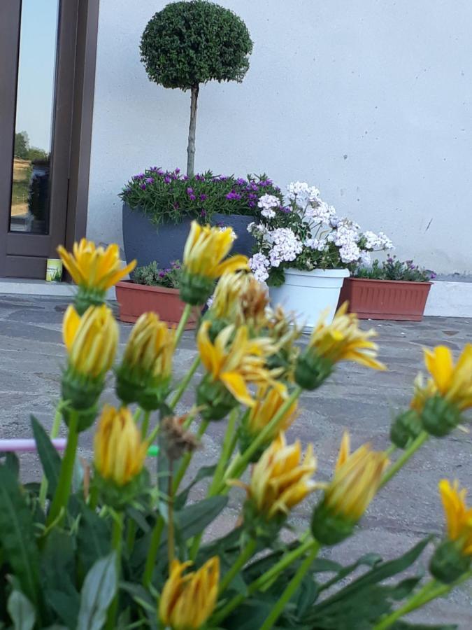 Il Faggio 17 B&B Artena Eksteriør bilde